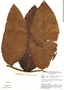 Perebea mollis subsp. mollis, Bolivia, G. T. Prance 8676, F