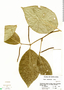 Piper nudifolium image