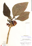 Drymonia macrantha image