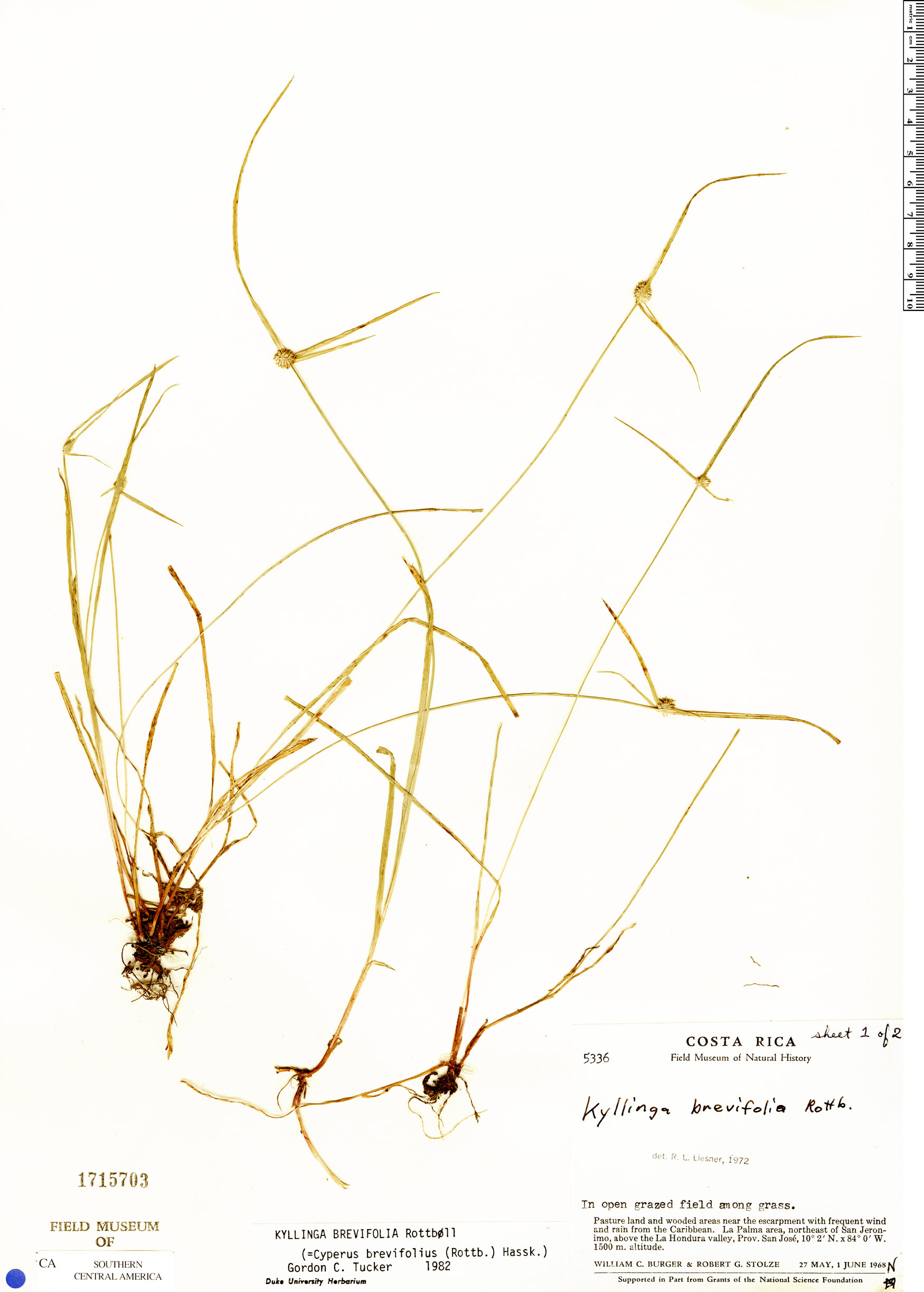 Kyllinga brevifolia var. leiolepis image