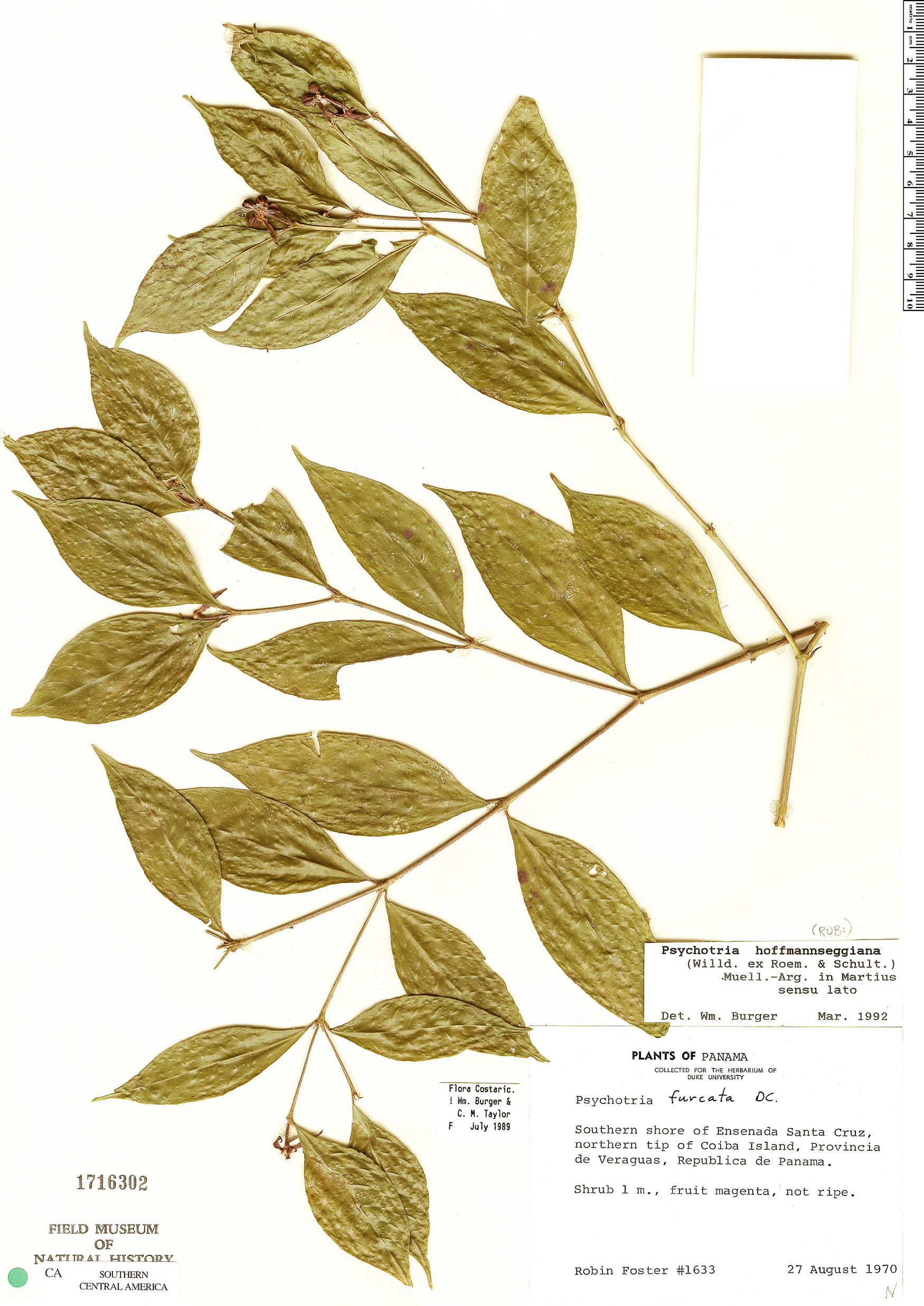 Psychotria hoffmannseggiana image