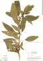 Phenax mexicanus Wedd., Guatemala, L. O. Williams 25284, F