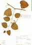 Cissus verticillata subsp. verticillata, Mexico, G. Martínez Calderón 1736, F