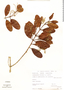 Laguncularia racemosa (L.) C. F. Gaertn., Mexico, J. I. Calzada 313, F