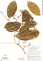 Strychnos colombiensis Krukoff & Barneby, Peru, J. Schunke Vigo 5135, F