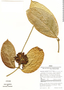Prestonia trifida (Poepp.) Woodson ex Gleason & A. C. Sm., Peru, J. Schunke Vigo 3600, F