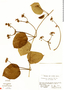 Stigmaphyllon lindenianum A. Juss., R. W. Lent 3391, F