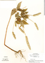 Salvia hispanica L., Guatemala, L. O. Williams 41161, F
