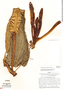 Philodendron herthae K. Krause, Peru, J. Schunke Vigo 4227, F
