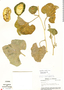 Apodanthera undulata A. Gray, Mexico, I. M. Johnston 8136, F