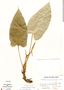 Image of Anthurium davidsoniae