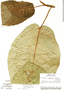 Image of Ficus caldasiana