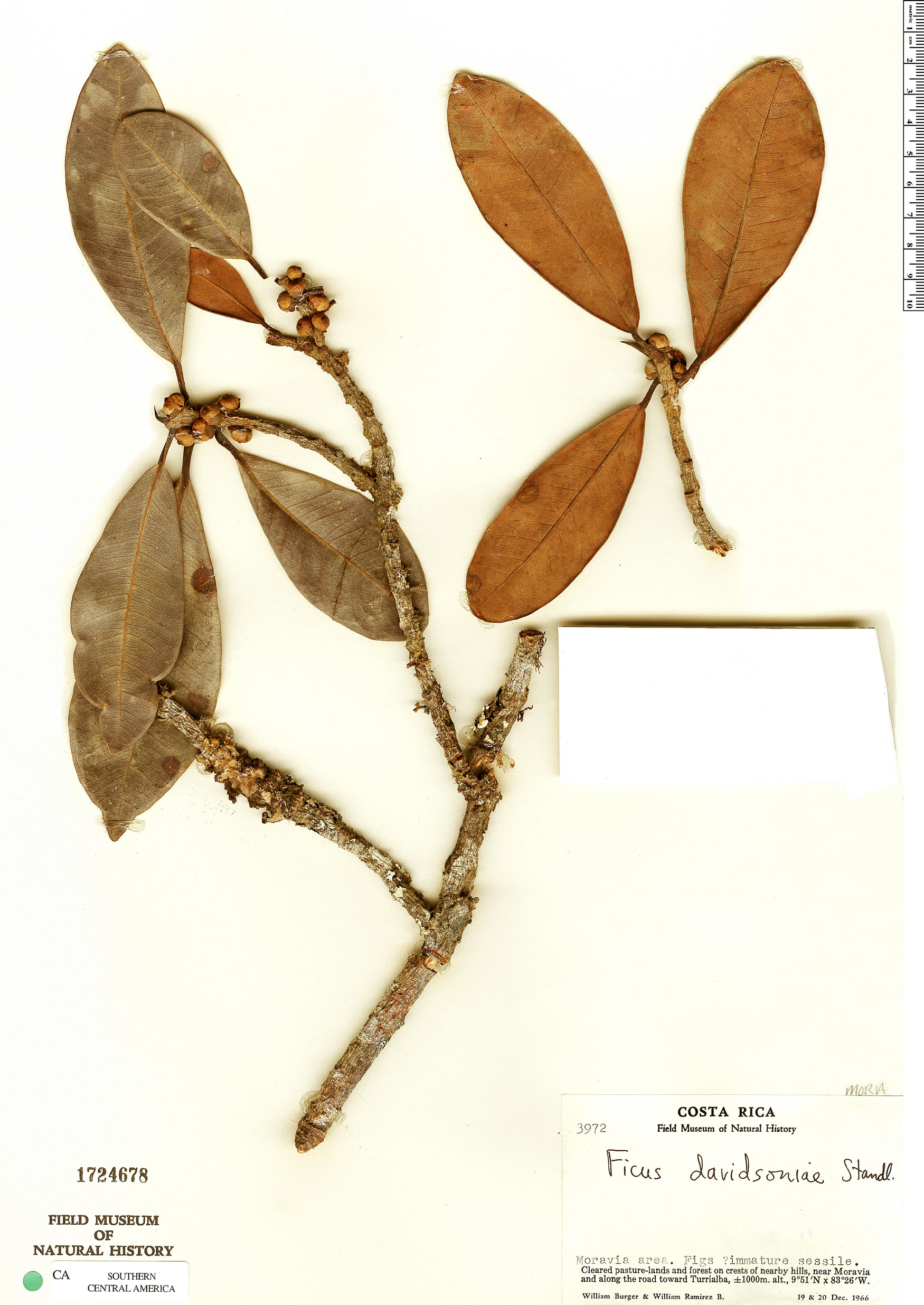 Ficus davidsoniae image