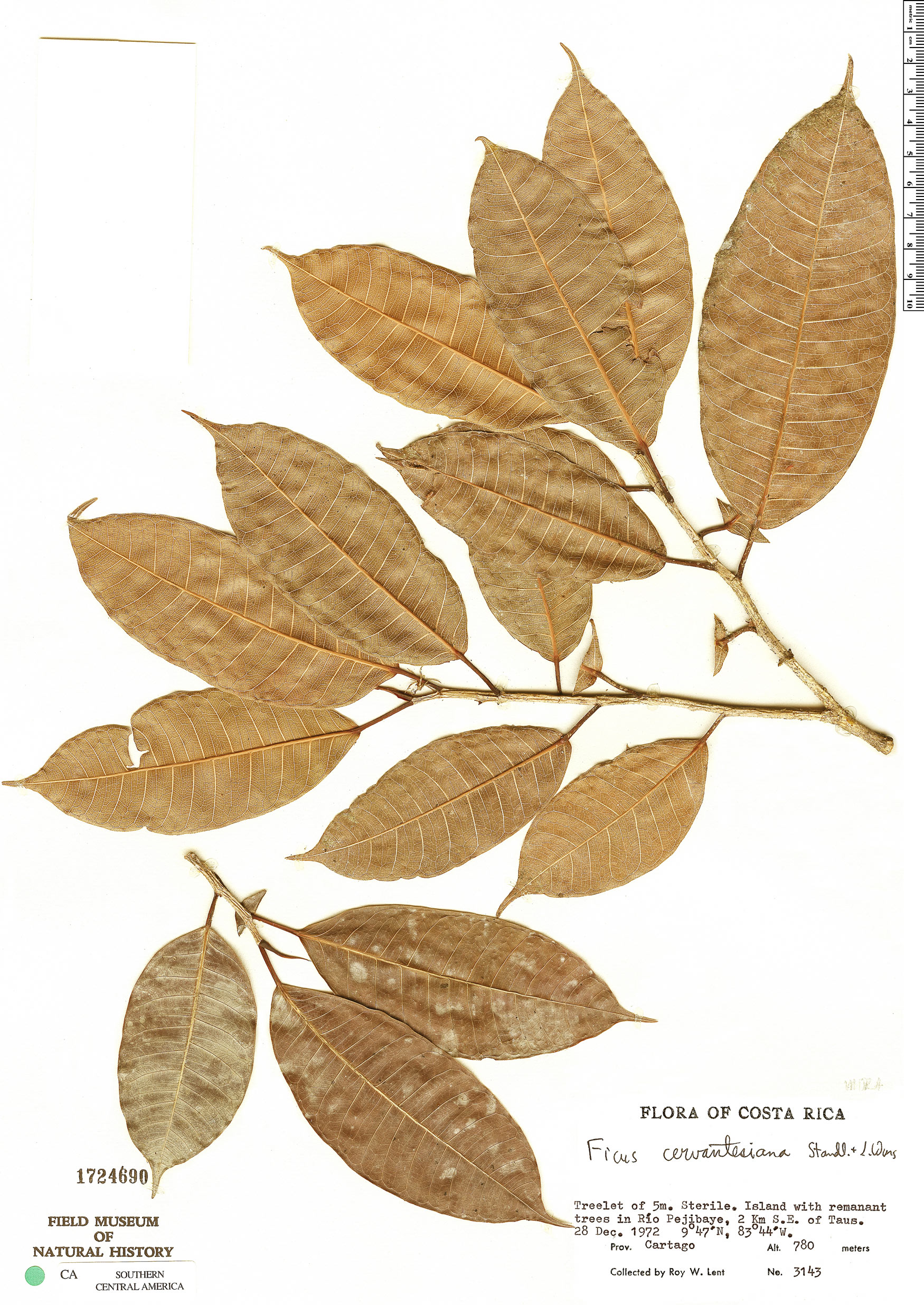 Ficus cervantesiana image