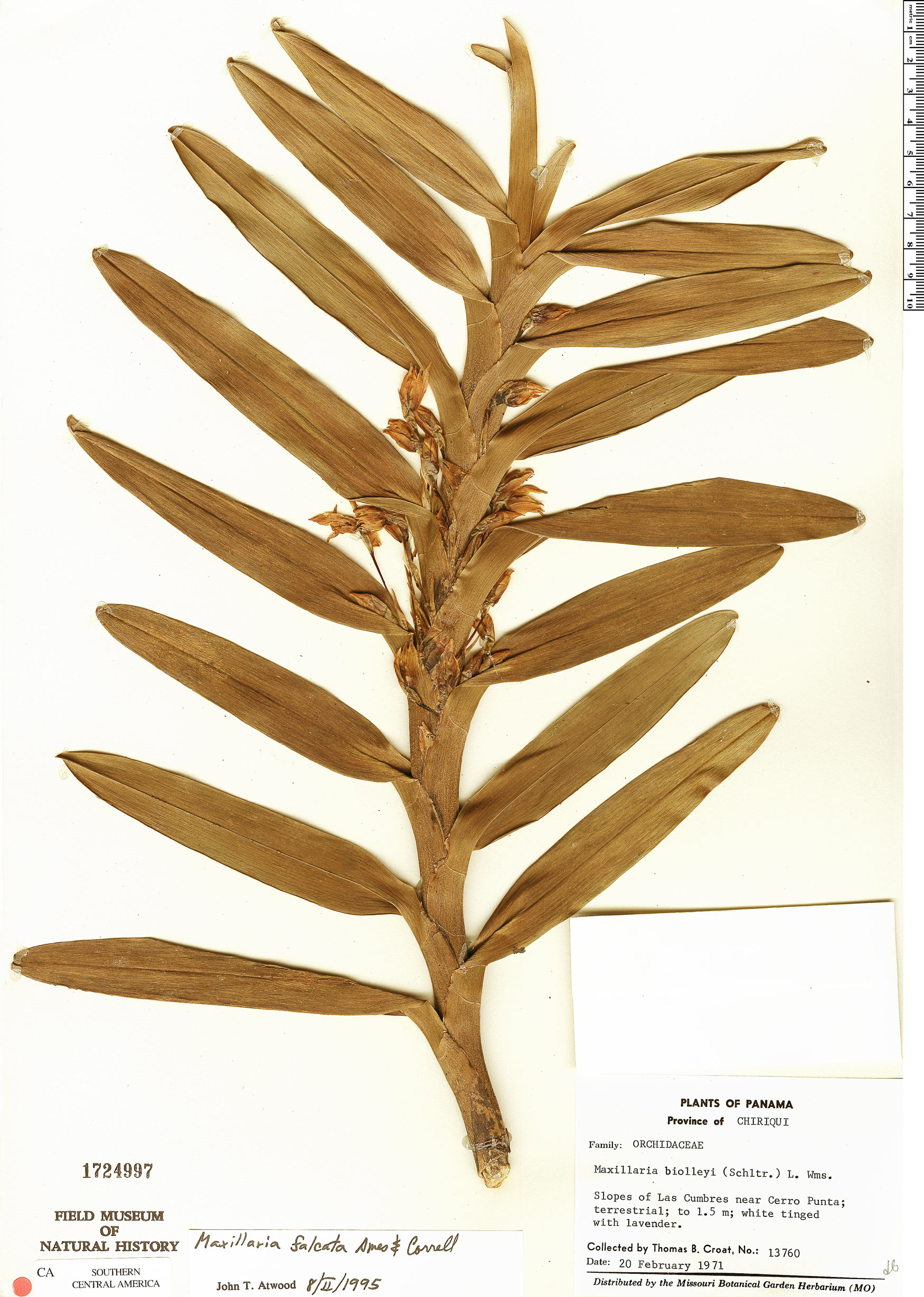Maxillaria falcata image