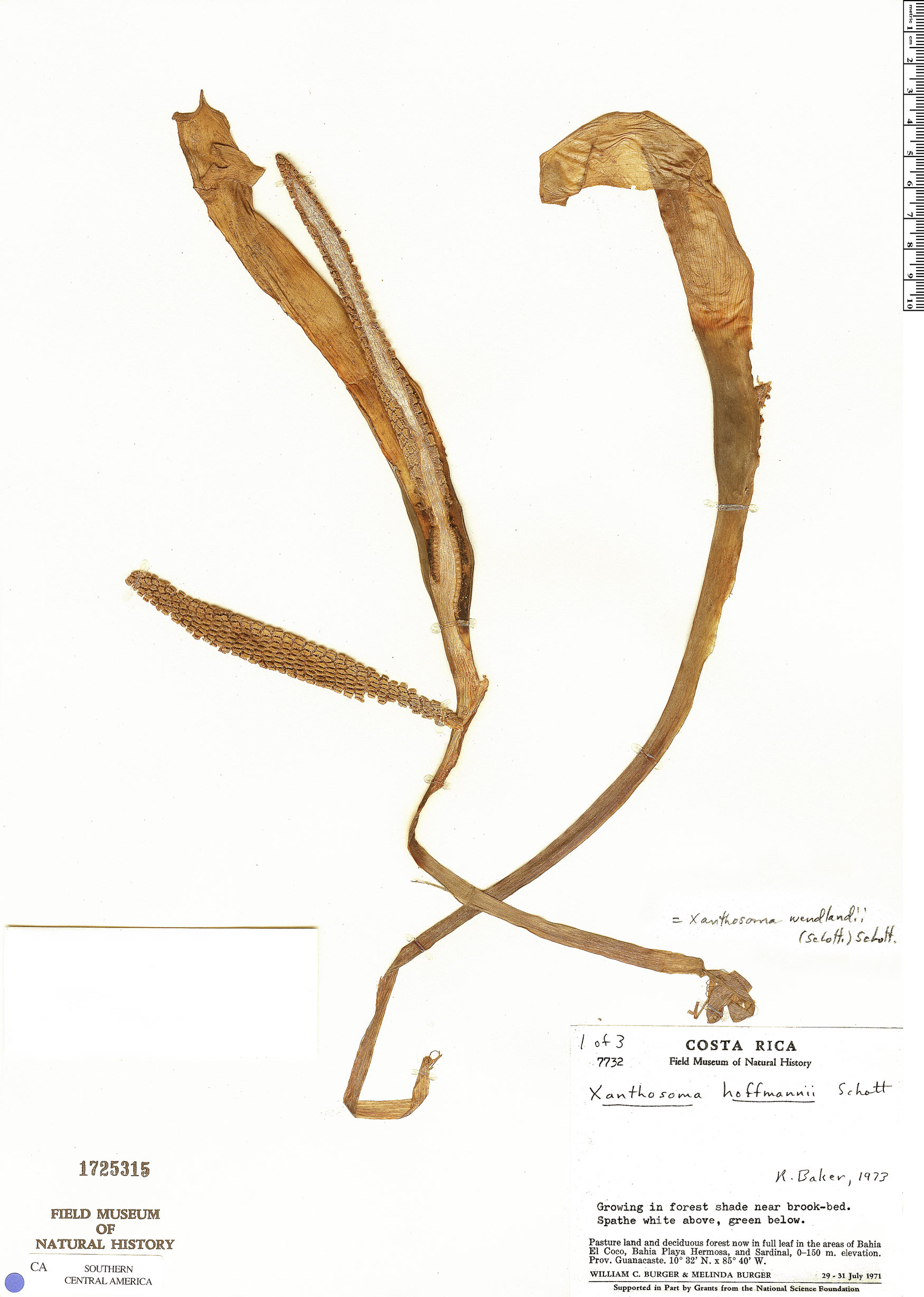 Xanthosoma wendlandii image