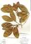 Pouteria buenaventurensis, Panama, J. D. Dwyer 9495, F