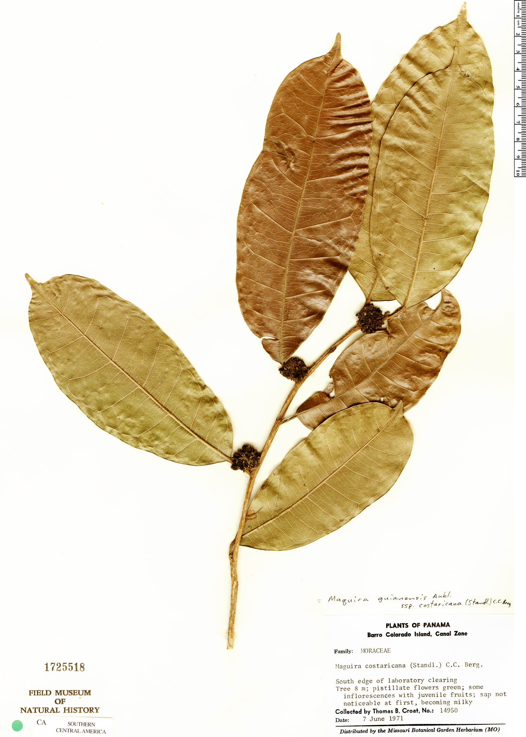 Maquira guianensis image