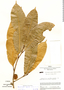 Naucleopsis glabra, Peru, J. Schunke Vigo 1301, F