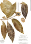 Alibertia edulis (Rich.) A. Rich. ex DC., Brazil, J. H. Kirkbride, Jr. 1696, F