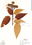 Bixa urucurana Willd., Peru, S. T. McDaniel 14139, F