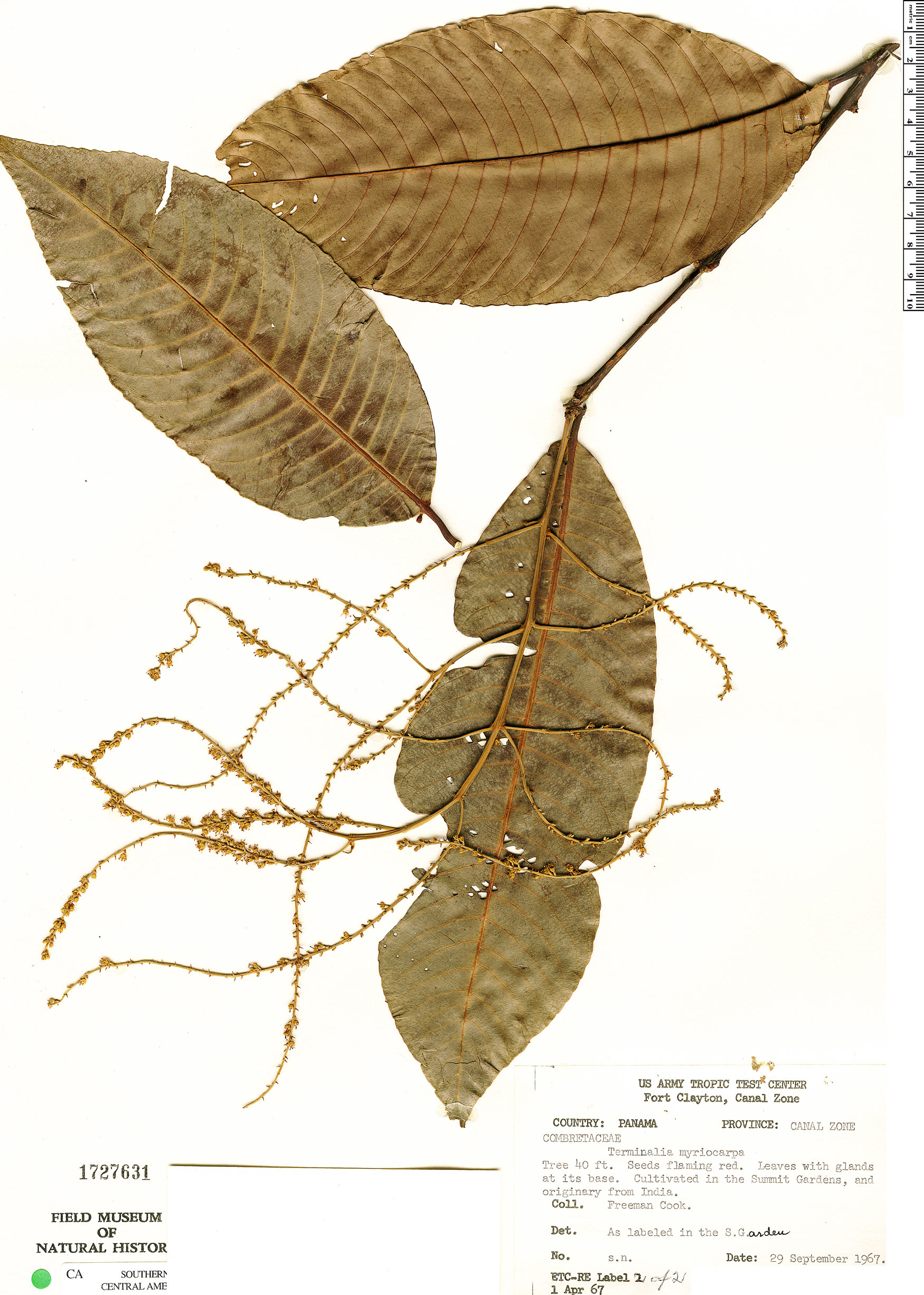 Terminalia myriocarpa image