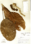 Dendropanax alberti-smithii image