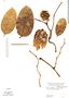 Aristolochia silvatica Barb. Rodr., Peru, M. E. Mathias 5568, F
