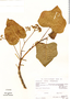 Jatropha curcas L., Mexico, J. H. Beaman 6288, F