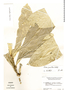 Dilkea parviflora Killip, Peru, M. E. Mathias 5552, F