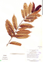 Casearia arborea (Rich.) Urb., Peru, J. Schunke Vigo 5437, F