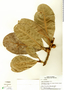 Ficus obtusifolia Kunth, Panama, T. B. Croat 8706, F