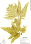 Selaginella haematodes (Kunze) Spring, Panama, T. B. Croat 4111, F