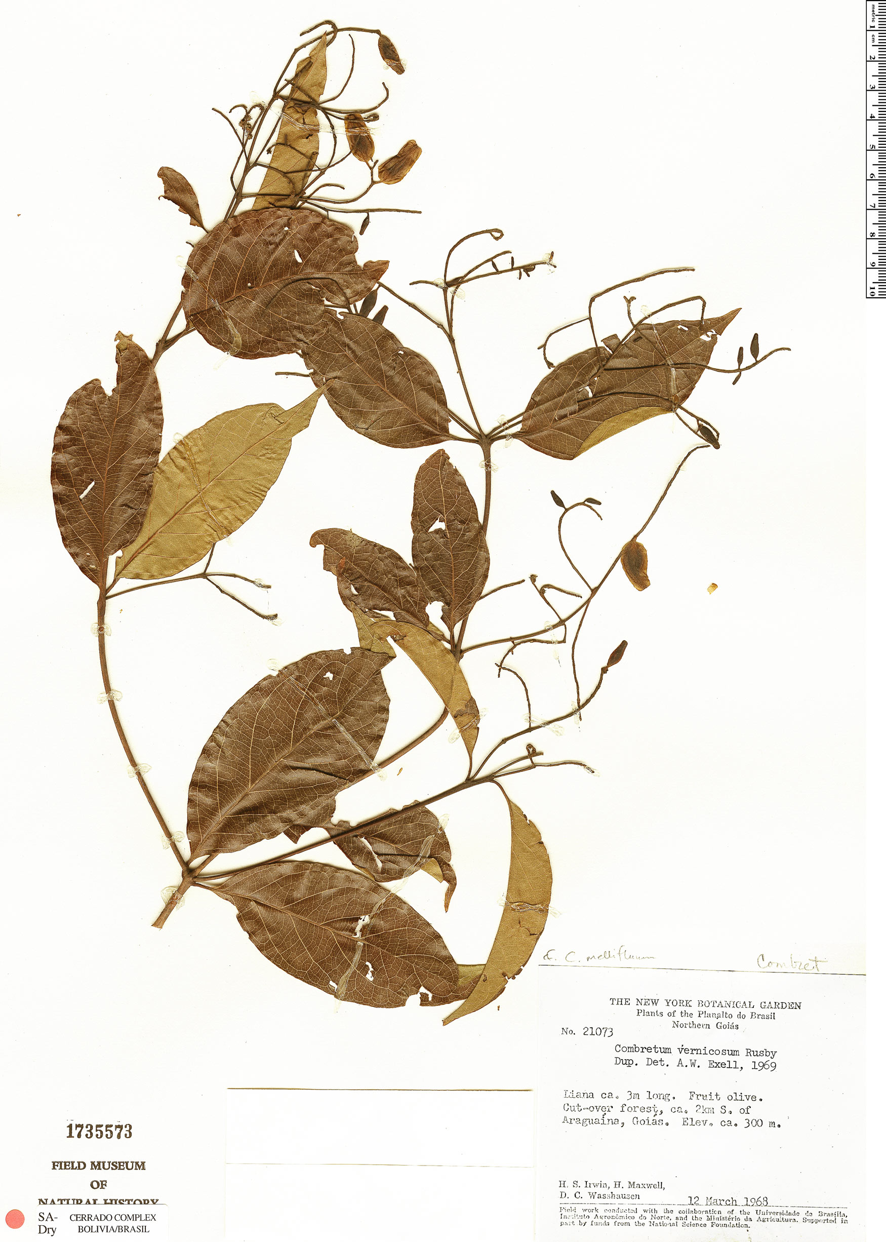 Combretum vernicosum | Rapid Reference | The Field Museum