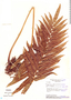 Thelypteris salzmannii (Fée) C. V. Morton, Brazil, H. S. Irwin 18029, F