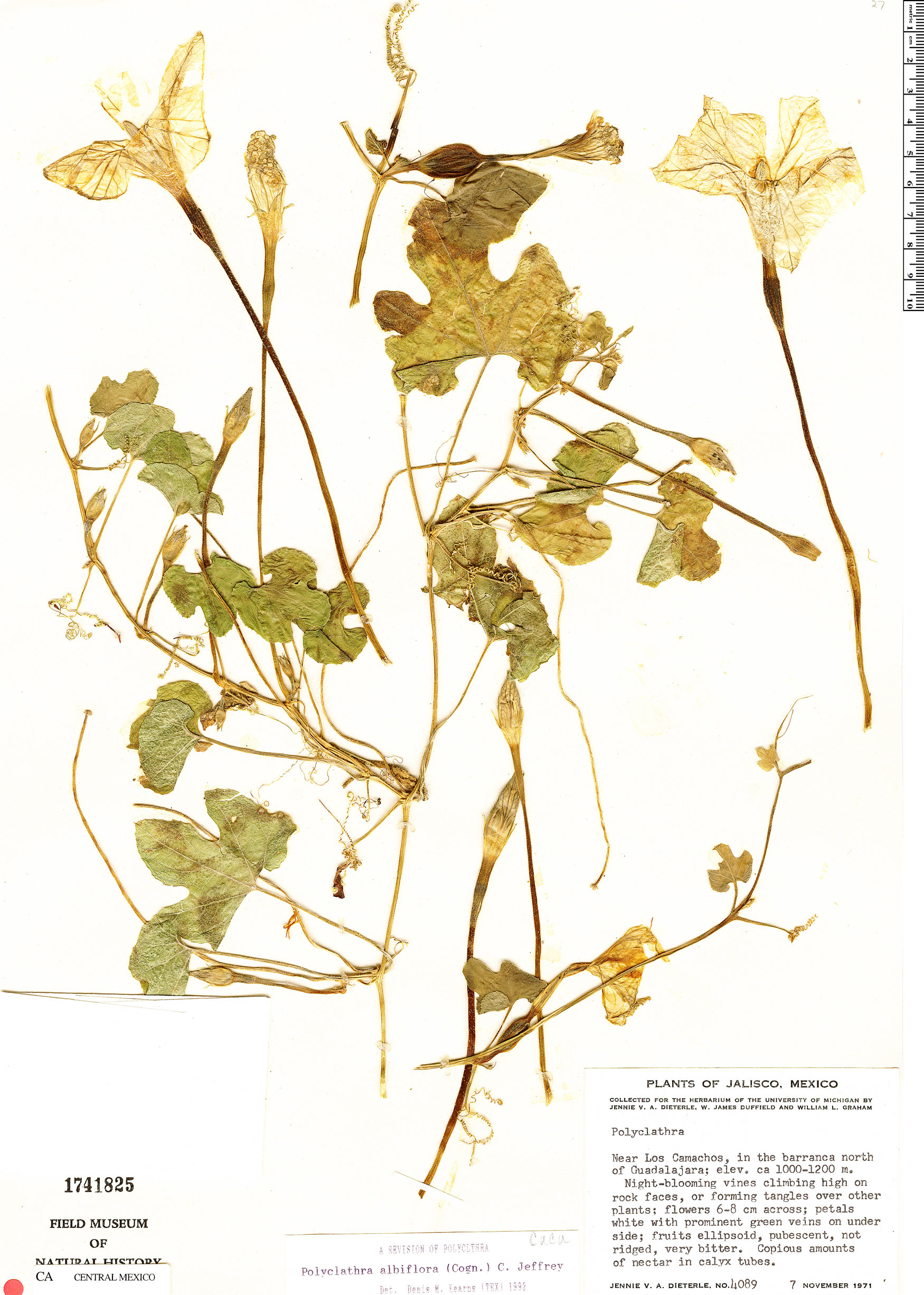 Polyclathra albiflora image