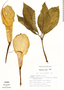 Arisaema macrospathum Benth., Mexico, J. Dorantes 63, F