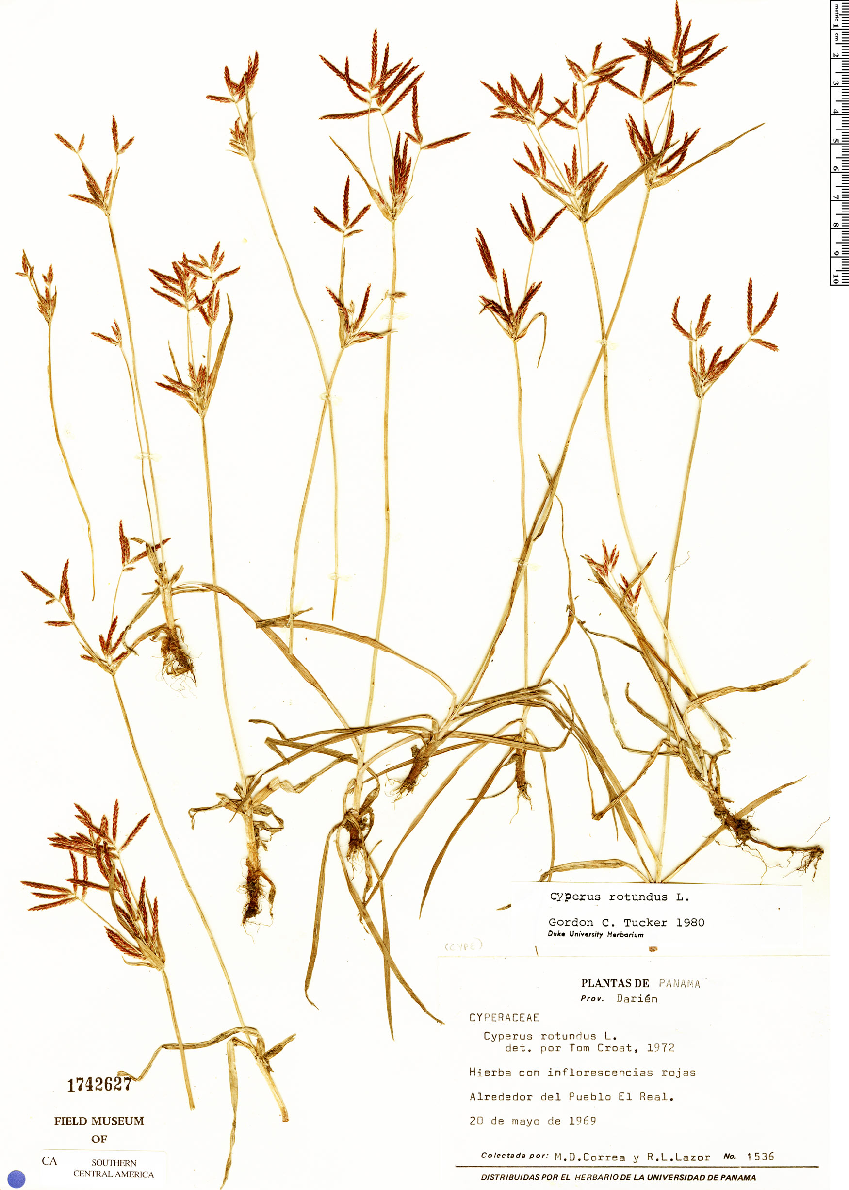 Cyperus rotundus image