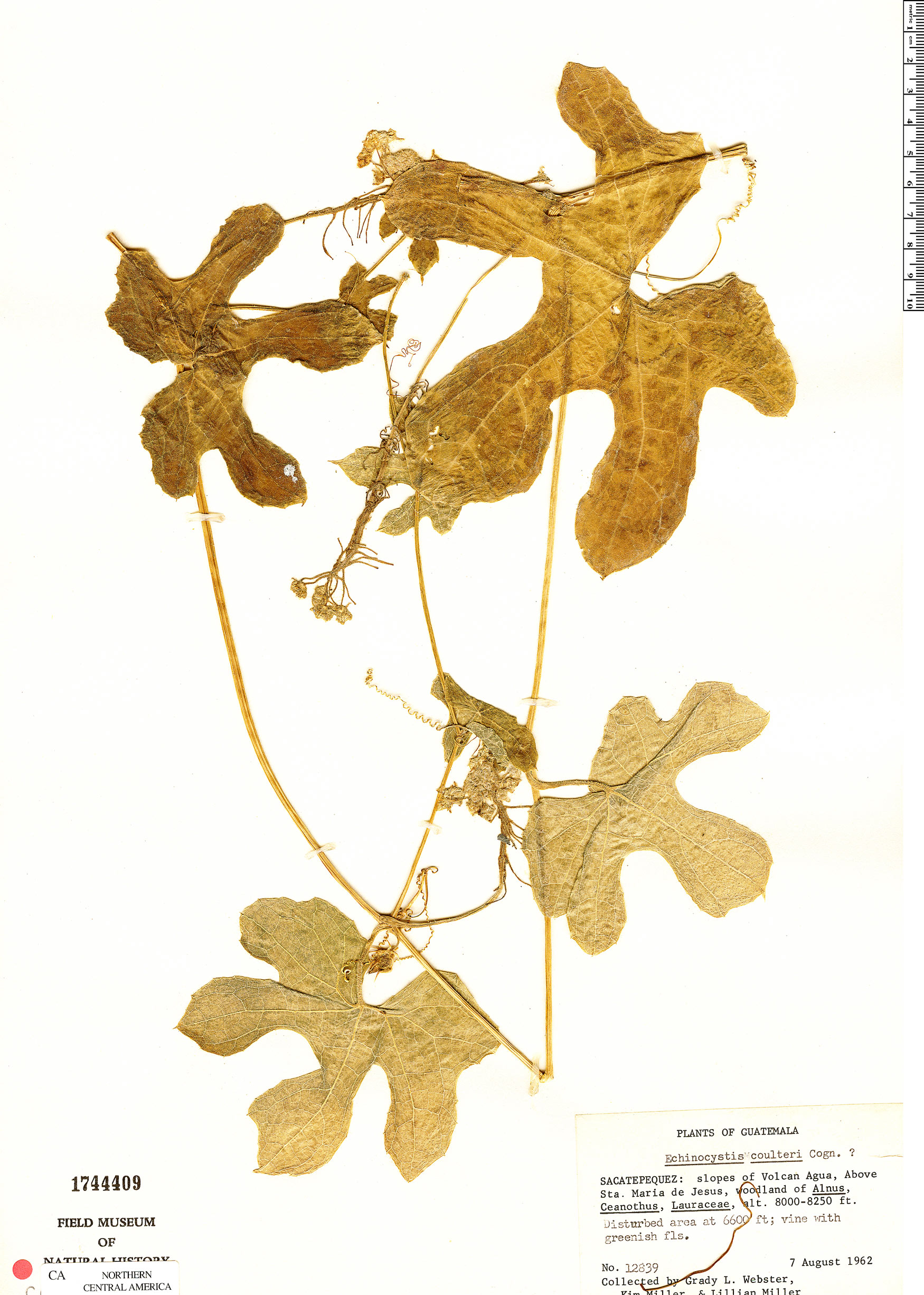 Echinopepon coulteri image