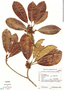 Manilkara subsericea, Brazil, G. G. Hatschbach 19440, F