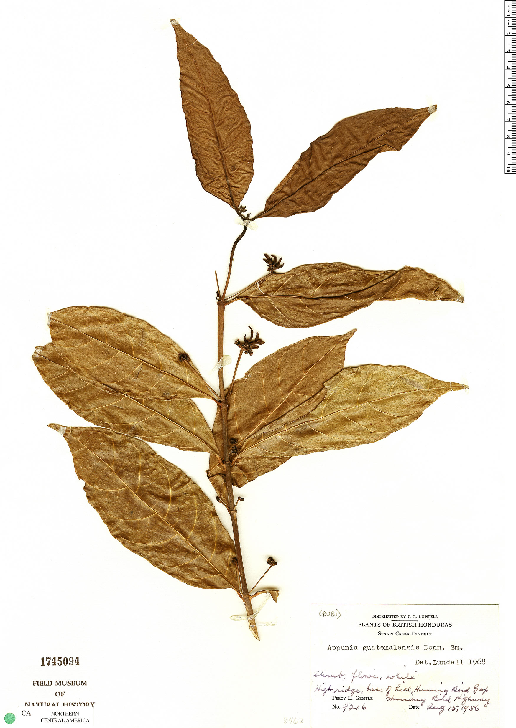 Appunia guatemalensis image