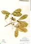 Forchhammeria trifoliata Radlk., Guatemala, R. Ortíz-Gentry 2260, F