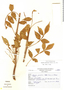 Bursera graveolens (Kunth) Triana & Planch., Peru, N. Angulo 2101, F