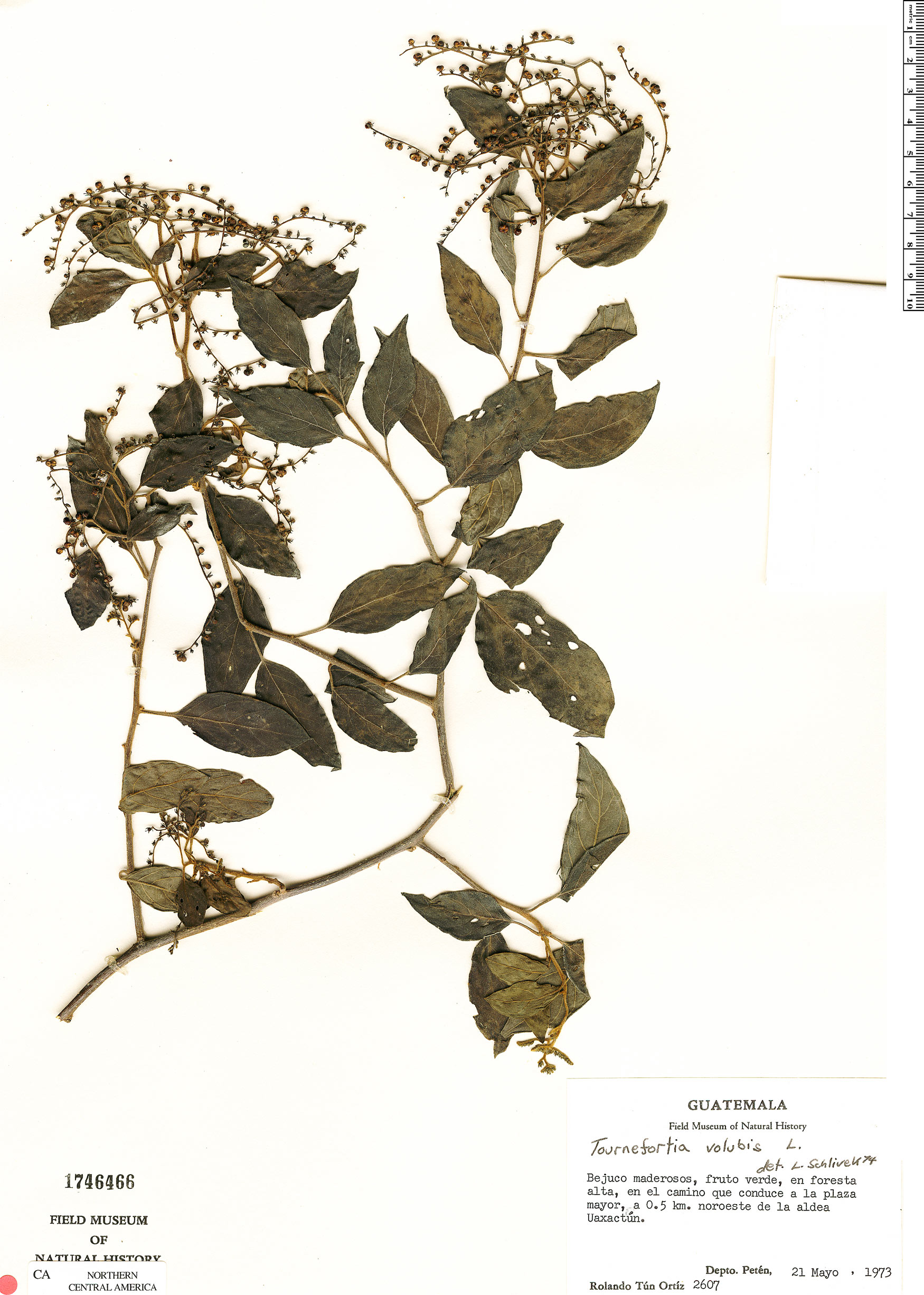 Heliotropiaceae image