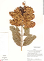 Combretum fruticosum (Loefl.) Stuntz, Peru, J. Schunke Vigo 4870, F