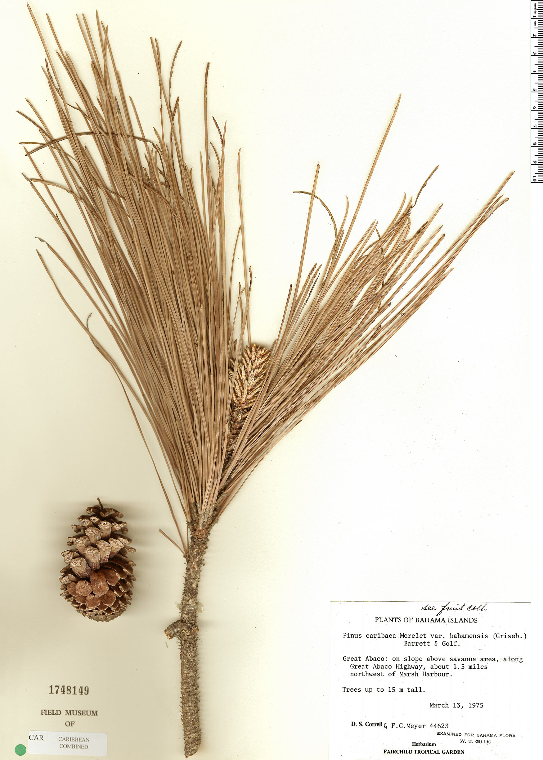 Pinus caribaea image