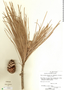 Pinus caribaea var. bahamensis (Griseb.) W. H. G. Barrett & Golfari, Bahamas, D. S. Correll 44623, F