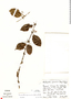 Image of Panamanthus panamensis