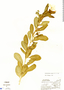 Catharanthus roseus (L.) G. Don, Nicaragua, H. Zelaya 2263, F