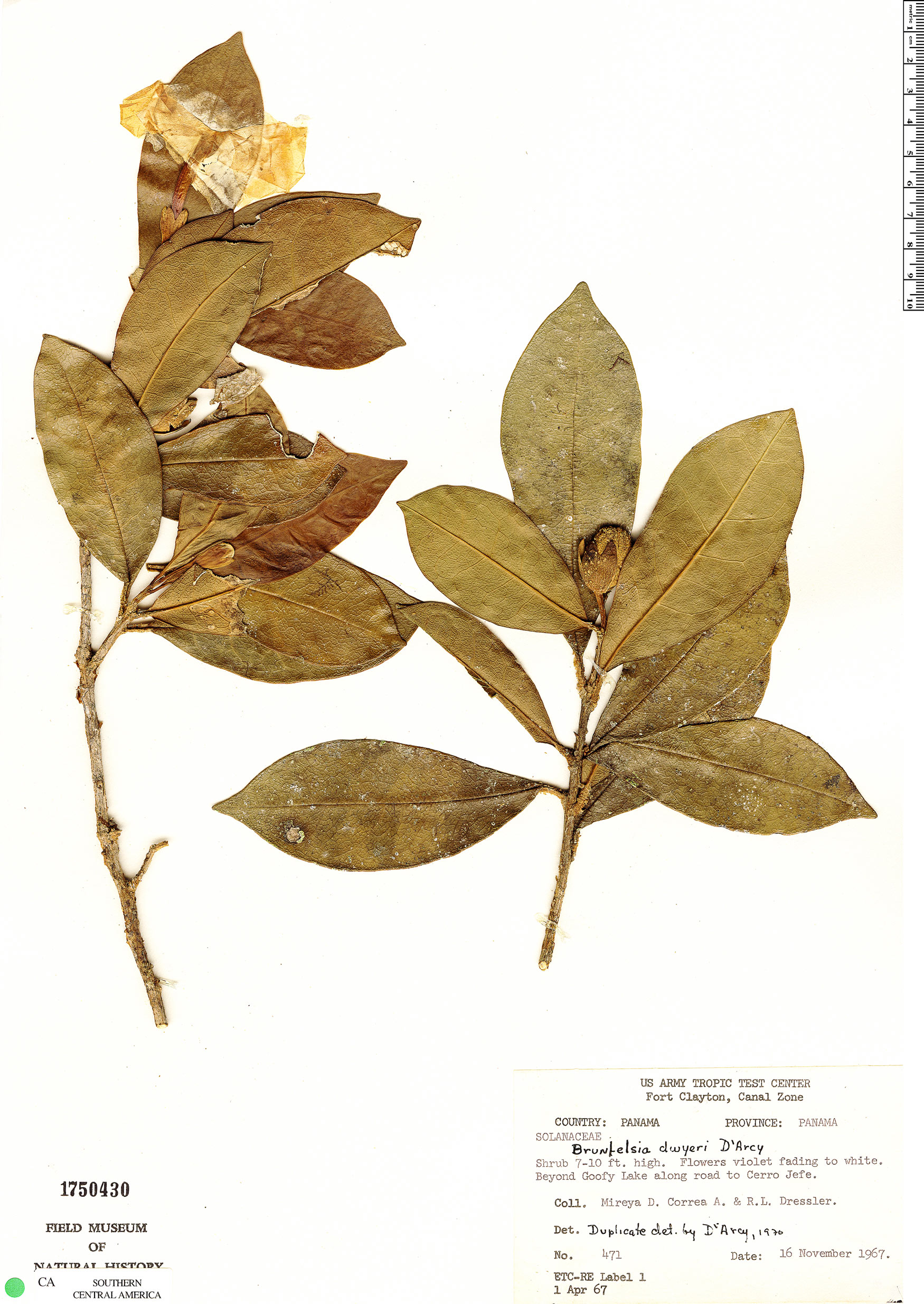 Brunfelsia dwyeri image